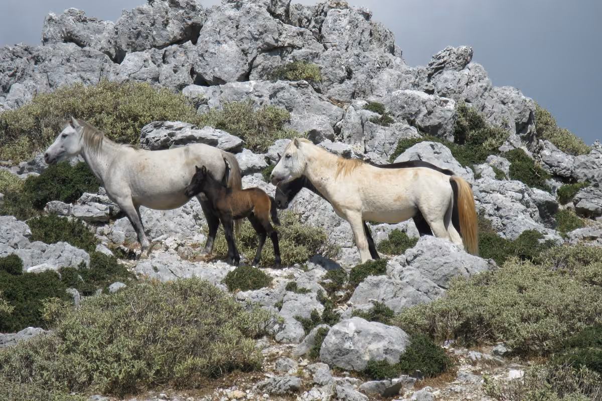 Two white horses and a dark foal among limestone rocks and scrub high on Ainos
