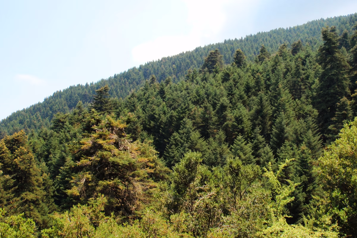Slopes of Mount Ainos covered in dense dark firs under a summer sky