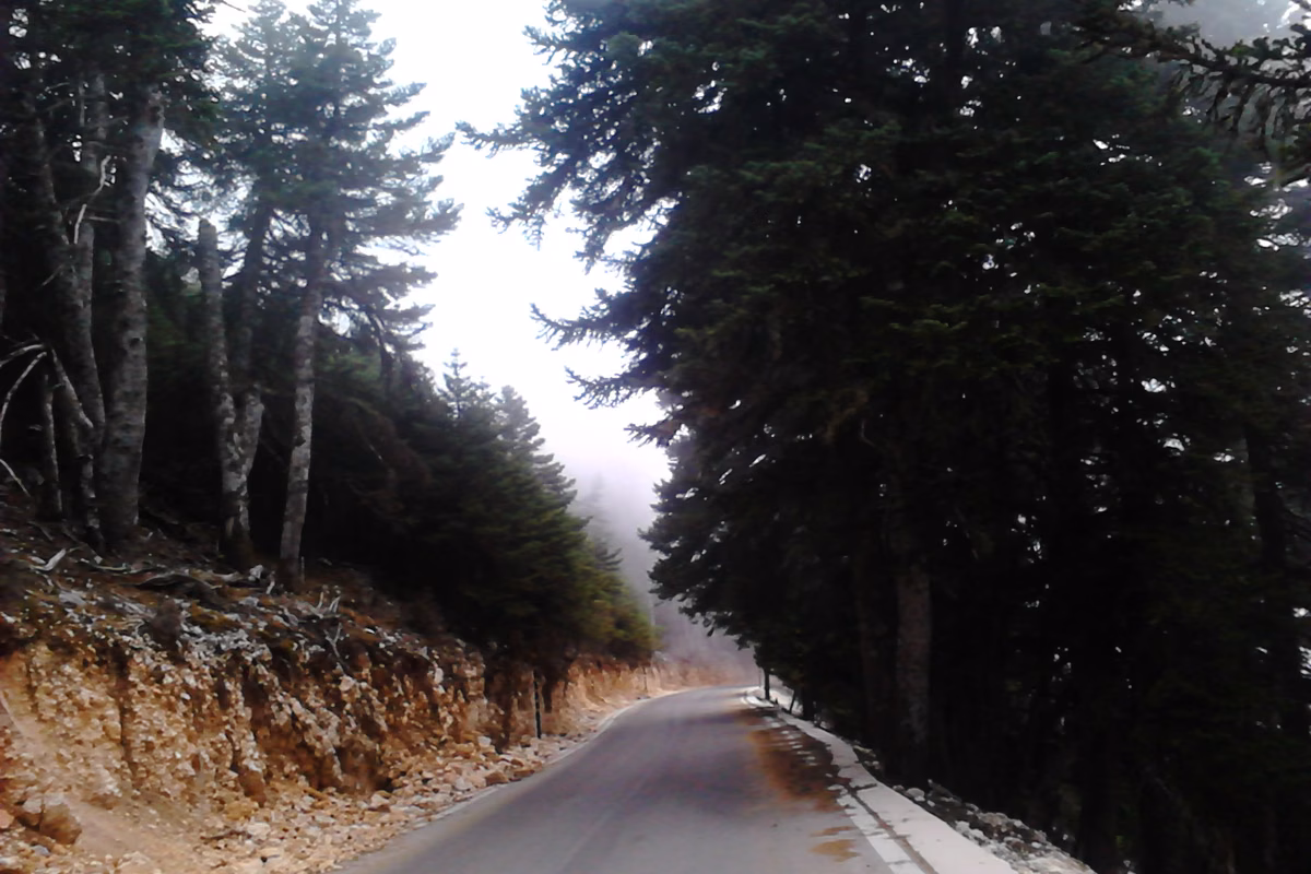 A narrow tarmac road between tall firs on Ainos, fading into mist