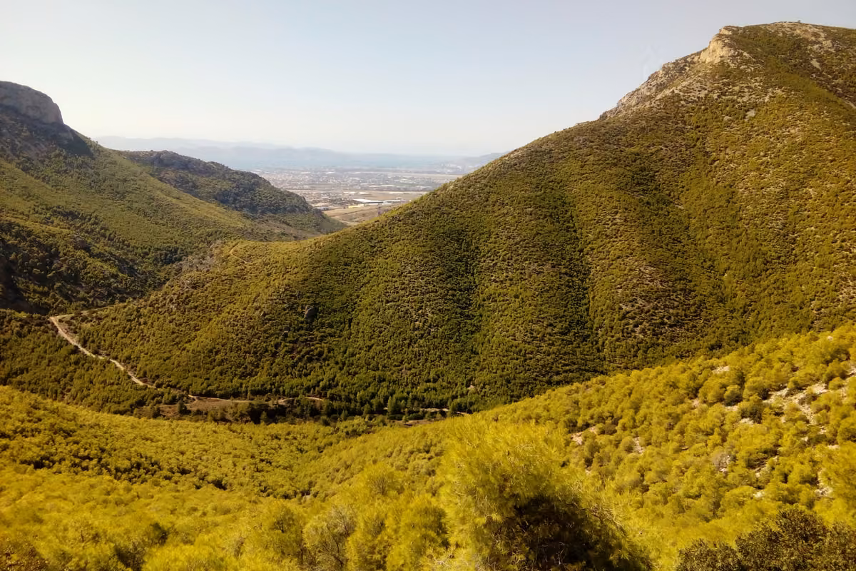 Pine-covered slopes of western Parnitha in autumn light, with the plain beyond