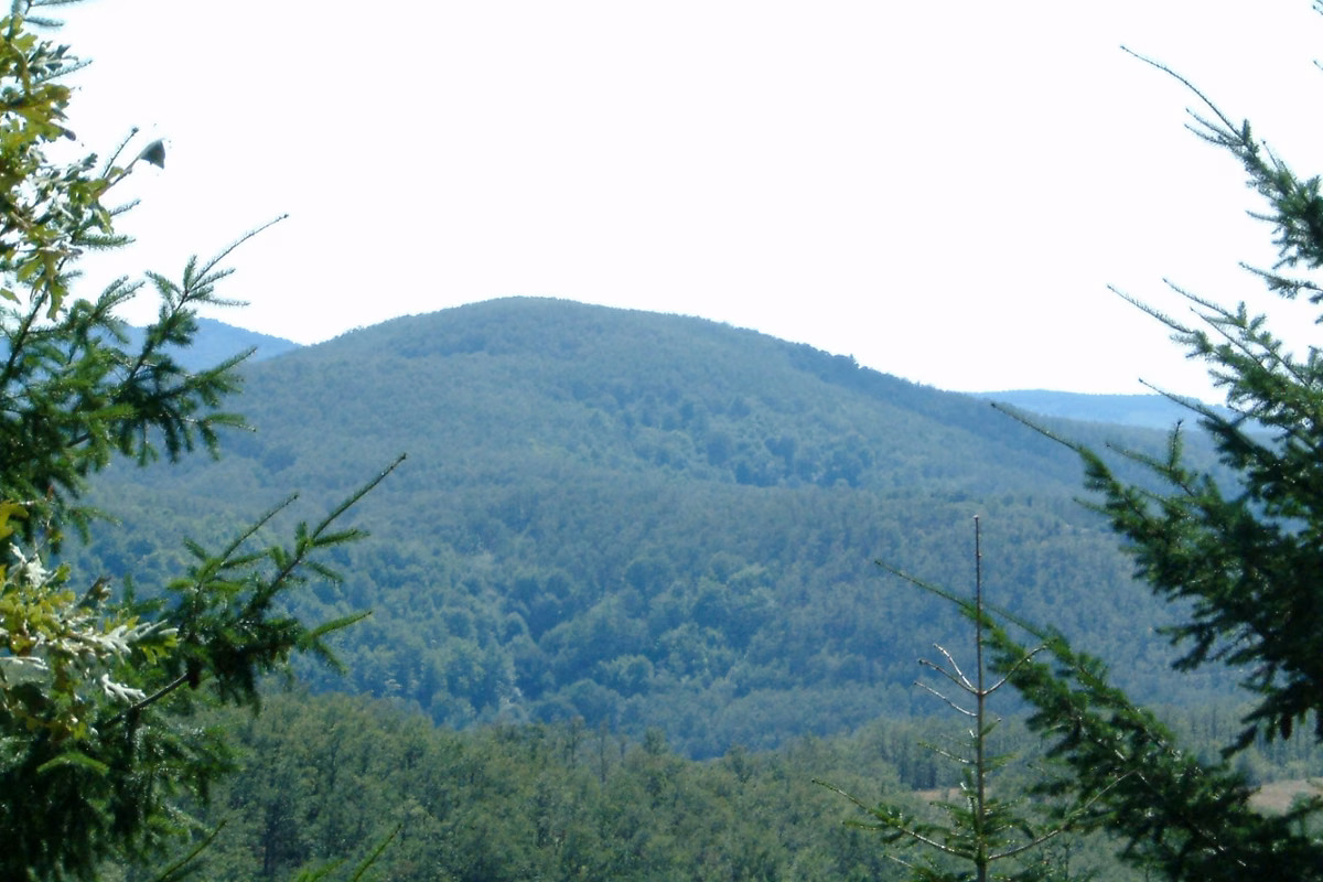 Wooded hills rolling away under a pale sky, framed by fir branches