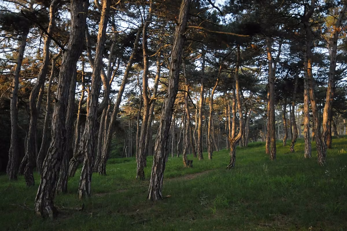 Pine and oak forest covering the hills of the Dadia national park