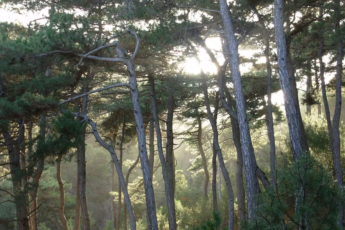 Morning light coming through the pines of the Dadia forest