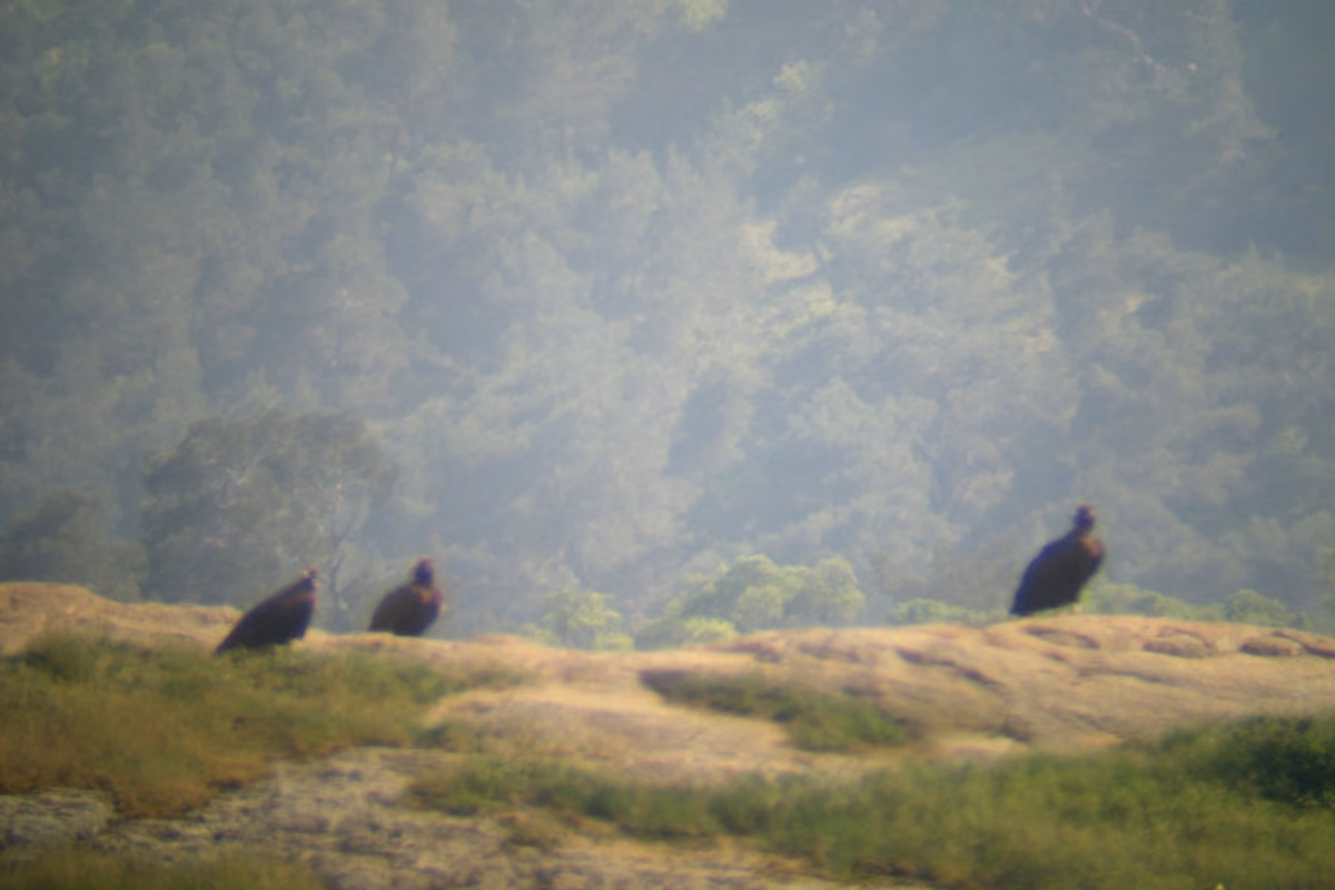Vultures gathered at the feeding station in the Dadia forest