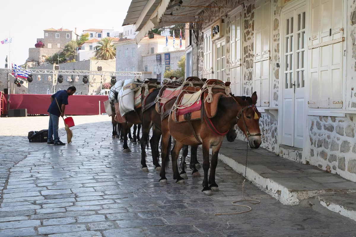 Donkeys waiting on the quay at Hydra port