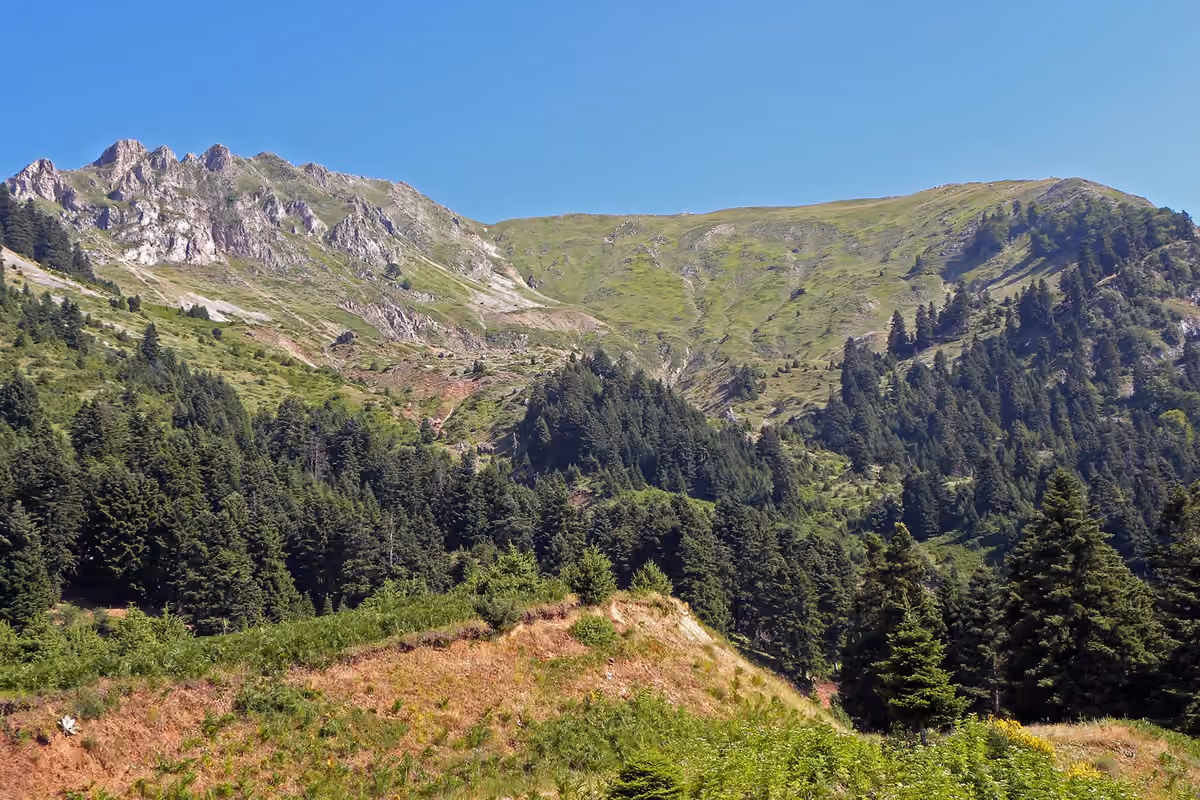 Fir forest under a bare rocky ridge, at the start of the Agrafa – Niala trail