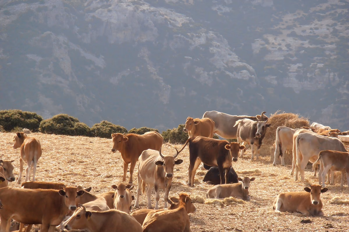 Cows grazing free on the mountain