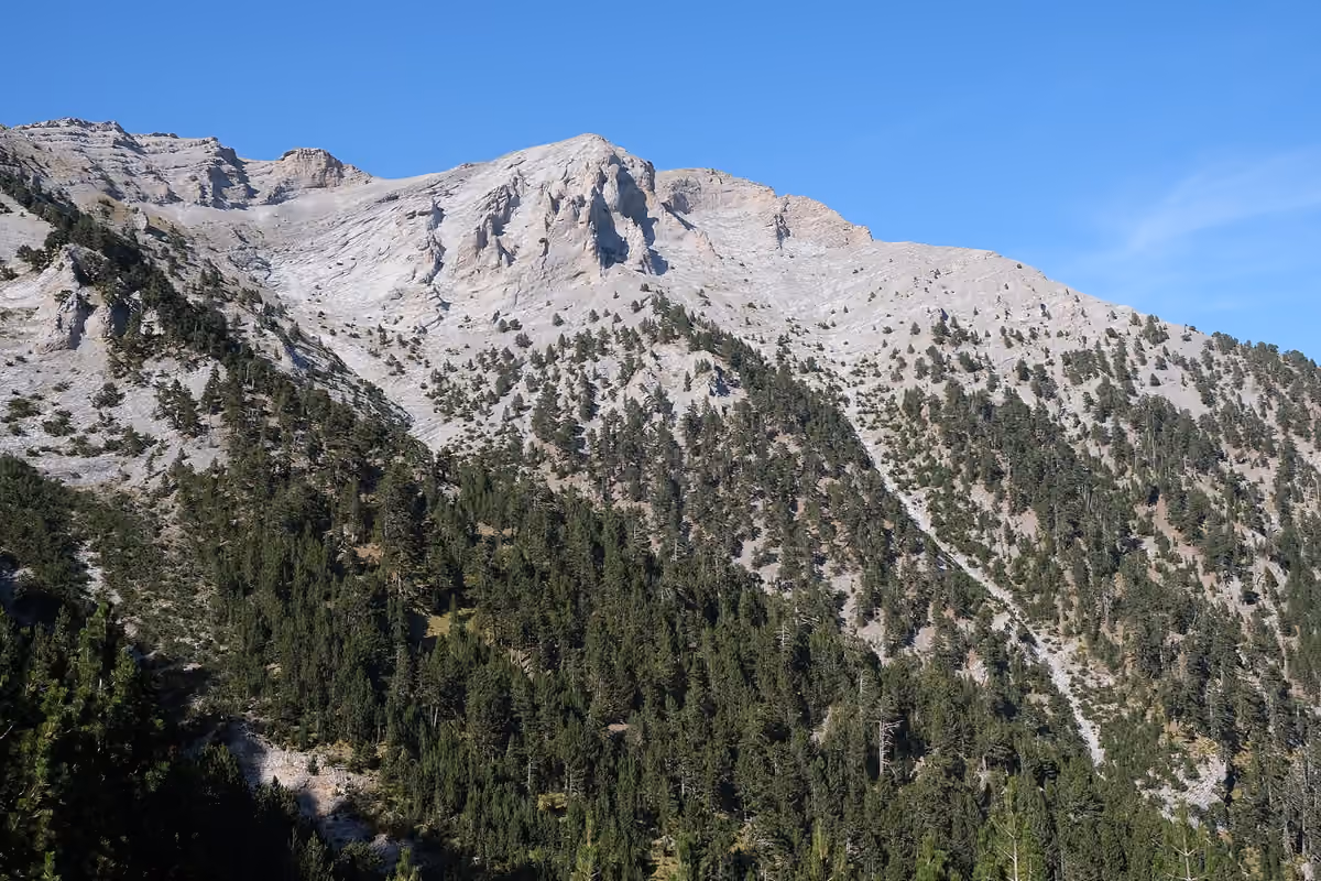 Pine slopes under the high peaks