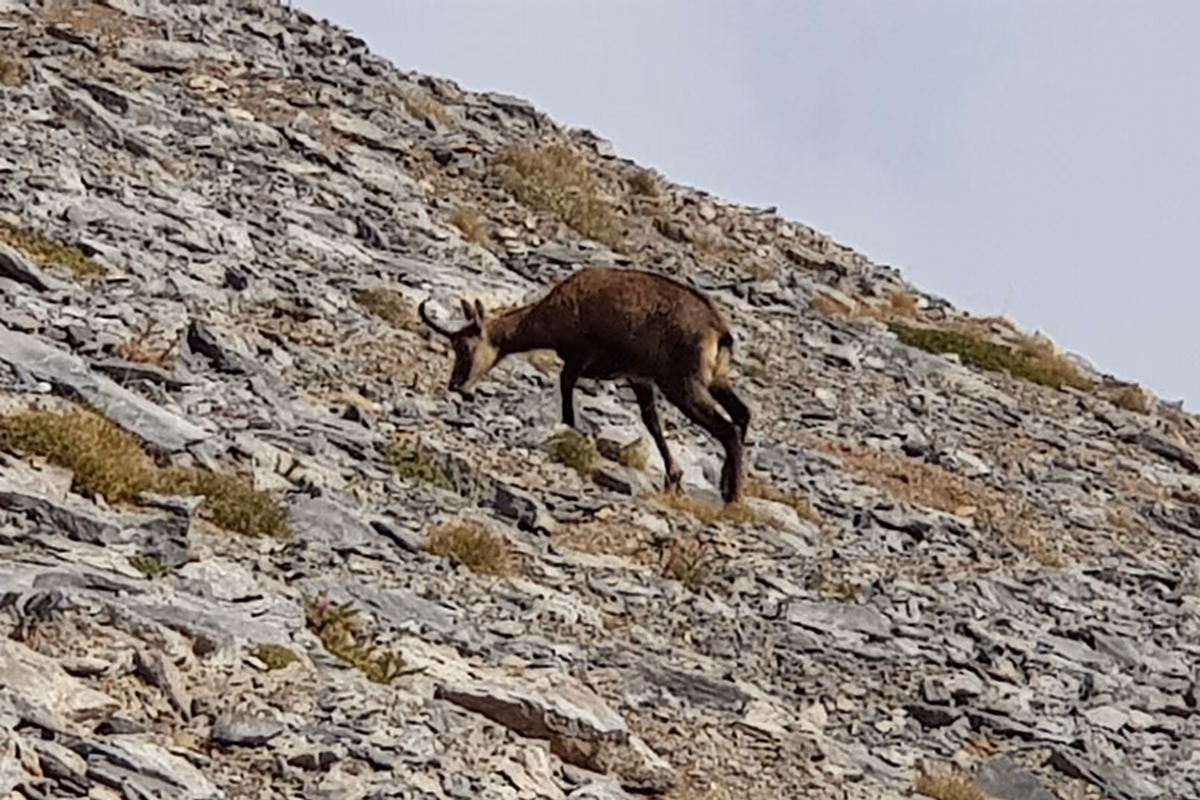 A Balkan chamois grazing at 2,700 m