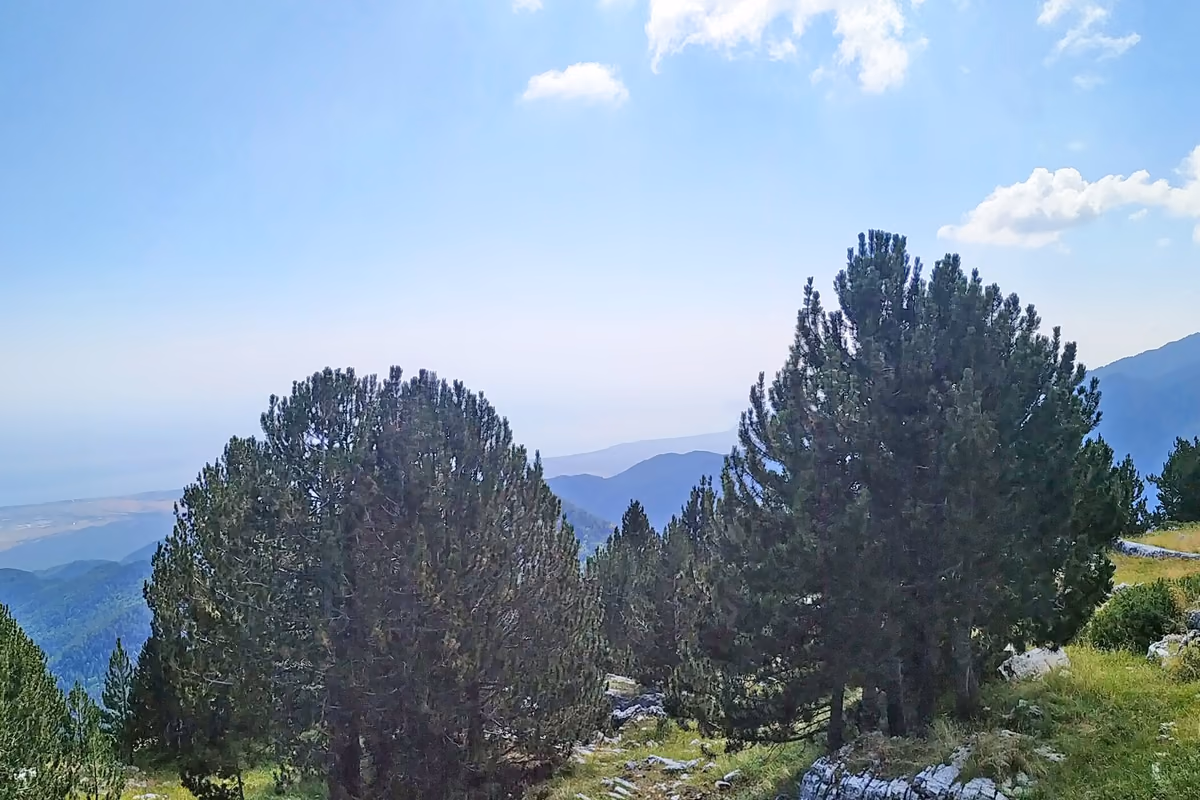 Black pines high on the mountain