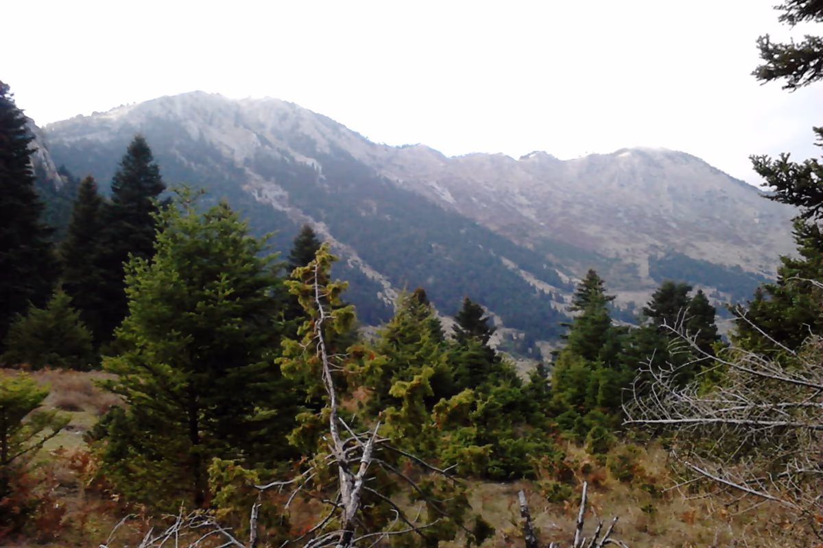 Giona through the firs