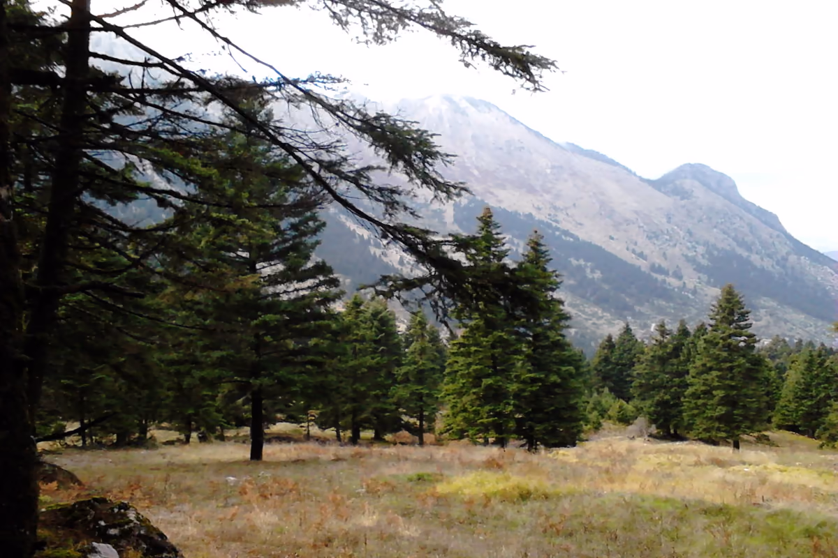 A fir glade facing Giona