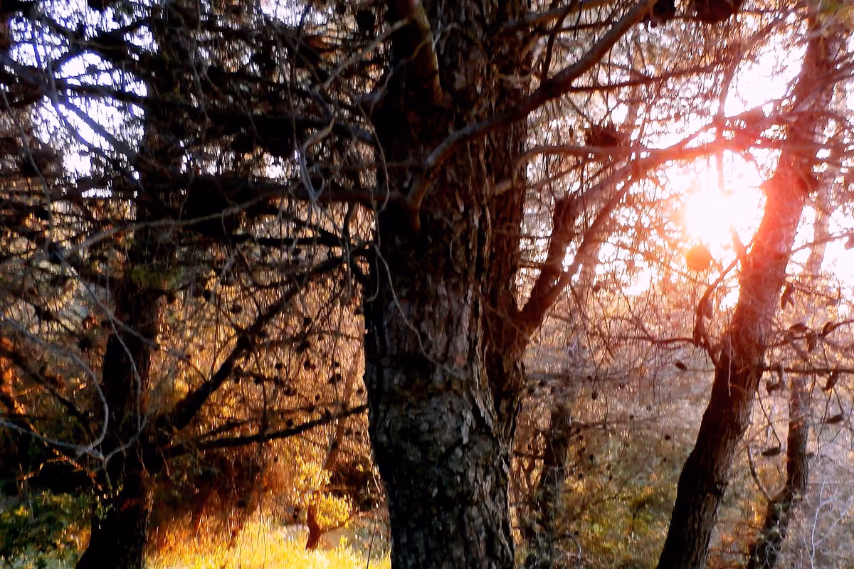 Sun through the pines
