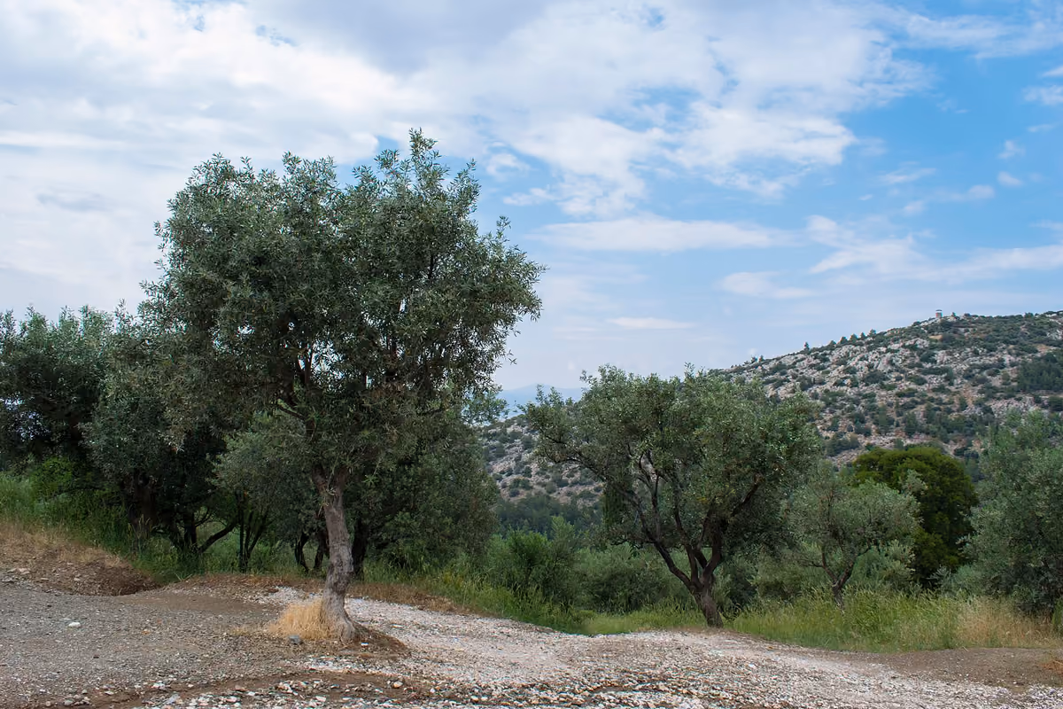 Olive trees in the Kaisariani forest